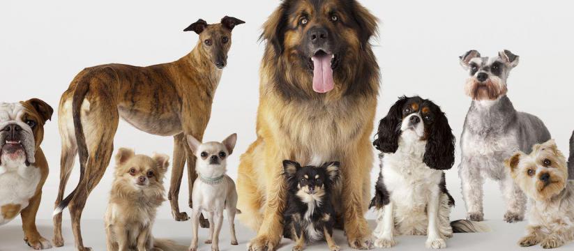 Dog Buy and Sell