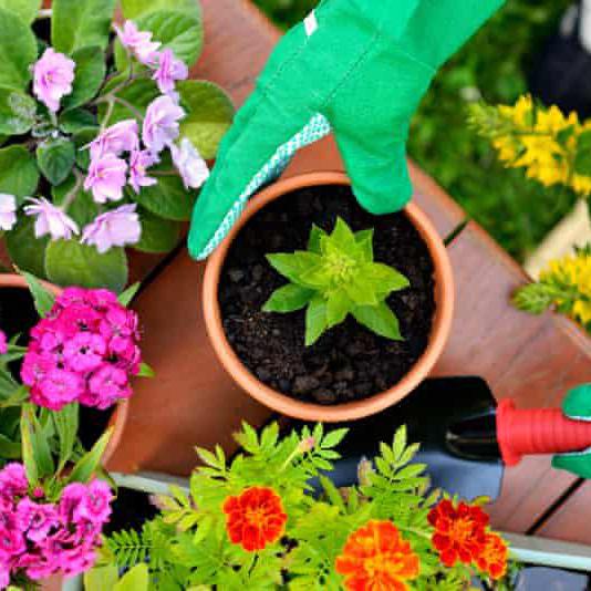 Home Gardening Ideas and Plant Profile Picture