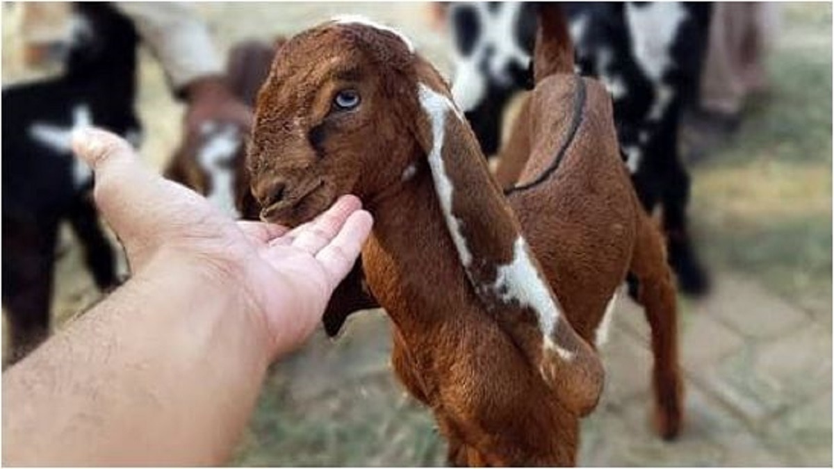 जिस बकरे की दी बलि, उसी की आंख के कारण गई शख्स की जान, कैसे? - Raipur Goat eye took the life of a villager surajpur khopa dham lclt - AajTak