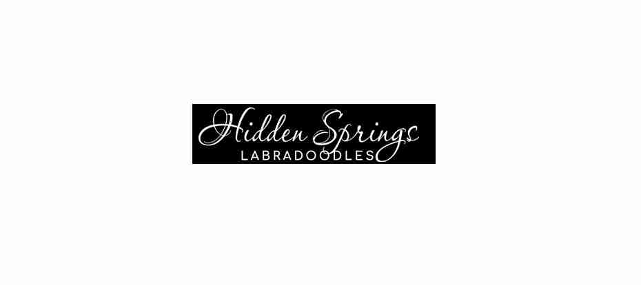 Hidden Springs Labradoodles Profile Picture