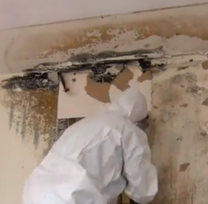 Mold Remediation Dallas - Fort Worth | United Carpet Cleaning