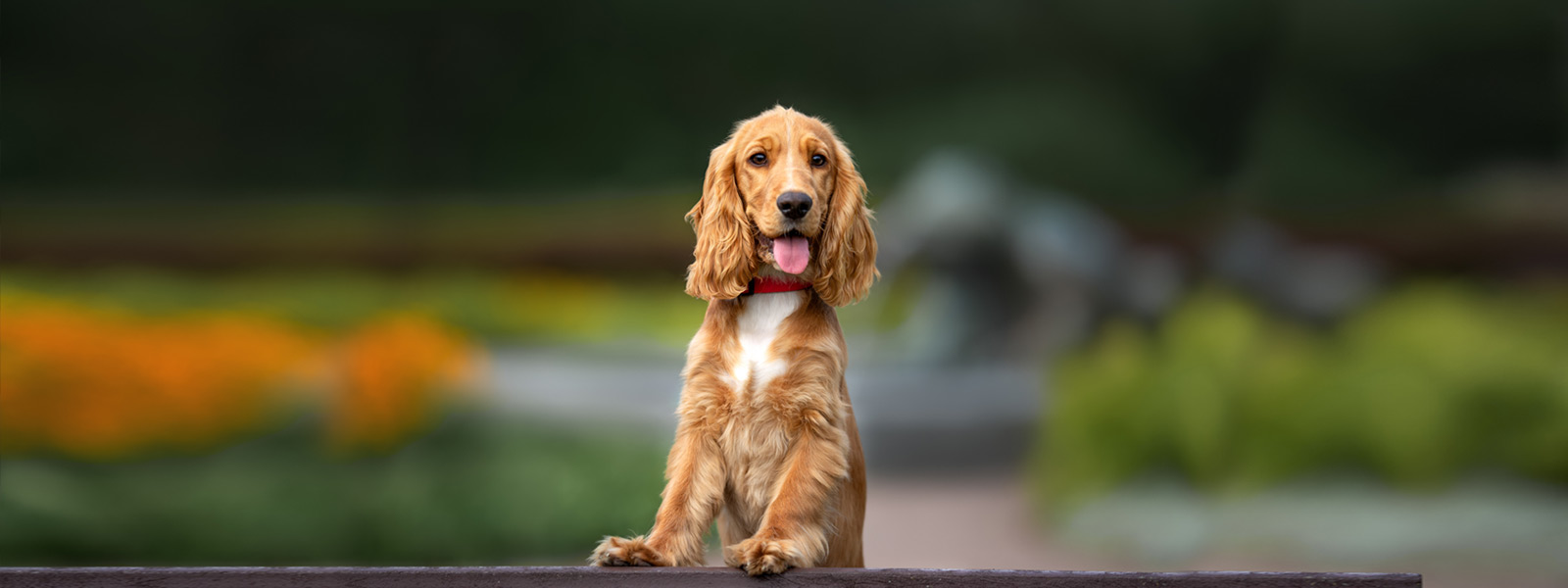 Cocker Spaniel Puppies for Sale Melbourne