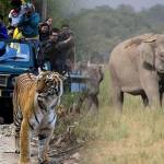 Jim Corbett Tour Packages Profile Picture