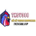 SV388 TK Profile Picture