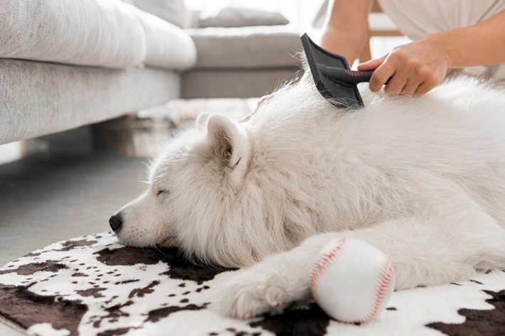 4 Suggested Ways to Keep Your Pet’s Skin and Fur Healthy | The Suggested