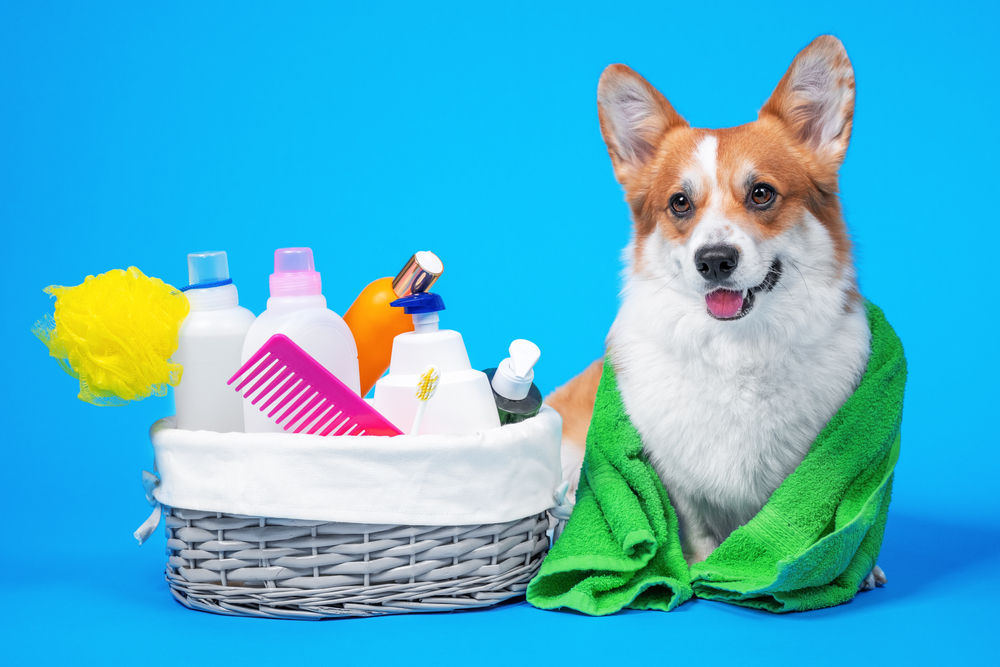Essential Pet Grooming Supplies for a Happy, Healthy Pet