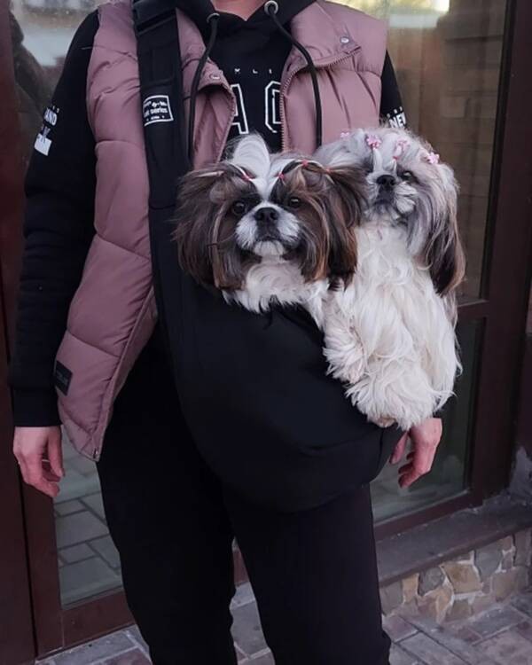 dog carrier Profile Picture