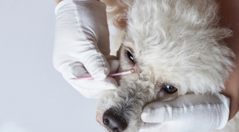 Complete Guide to Tear Stain Removers for Your Furry Friend – Into The Wild