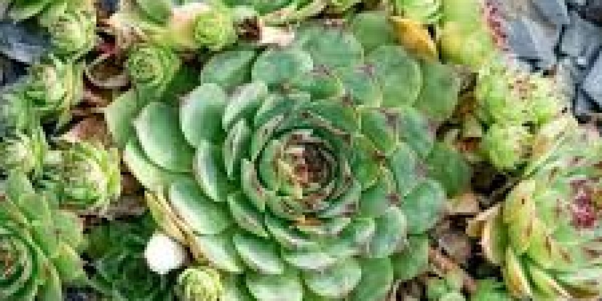 Hens and Chicks Plant: A Complete Guide to Growing and Caring for This Hardy Succulent