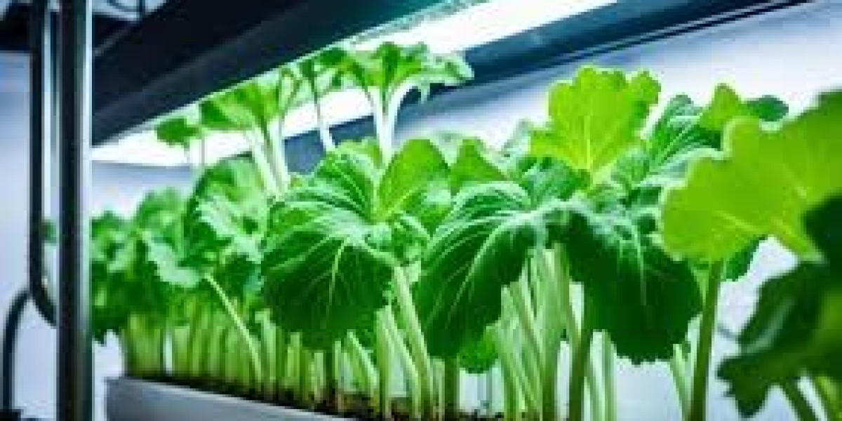 Growing Hydroponic Rhubarb: Tips, Benefits, and Techniques for Thriving Indoor Gardens