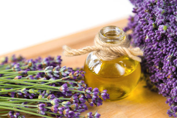 Reliable Lavender Oil Manufacturers & Bulk Suppliers