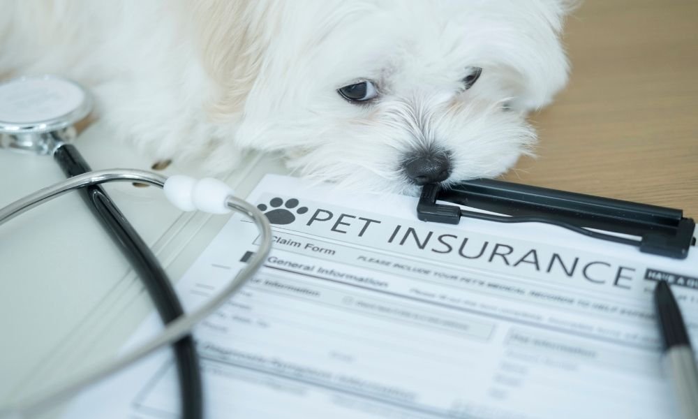 New Jersey passes pet insurance act, mandates industry compliance by 2027 - InsuraCareLife
