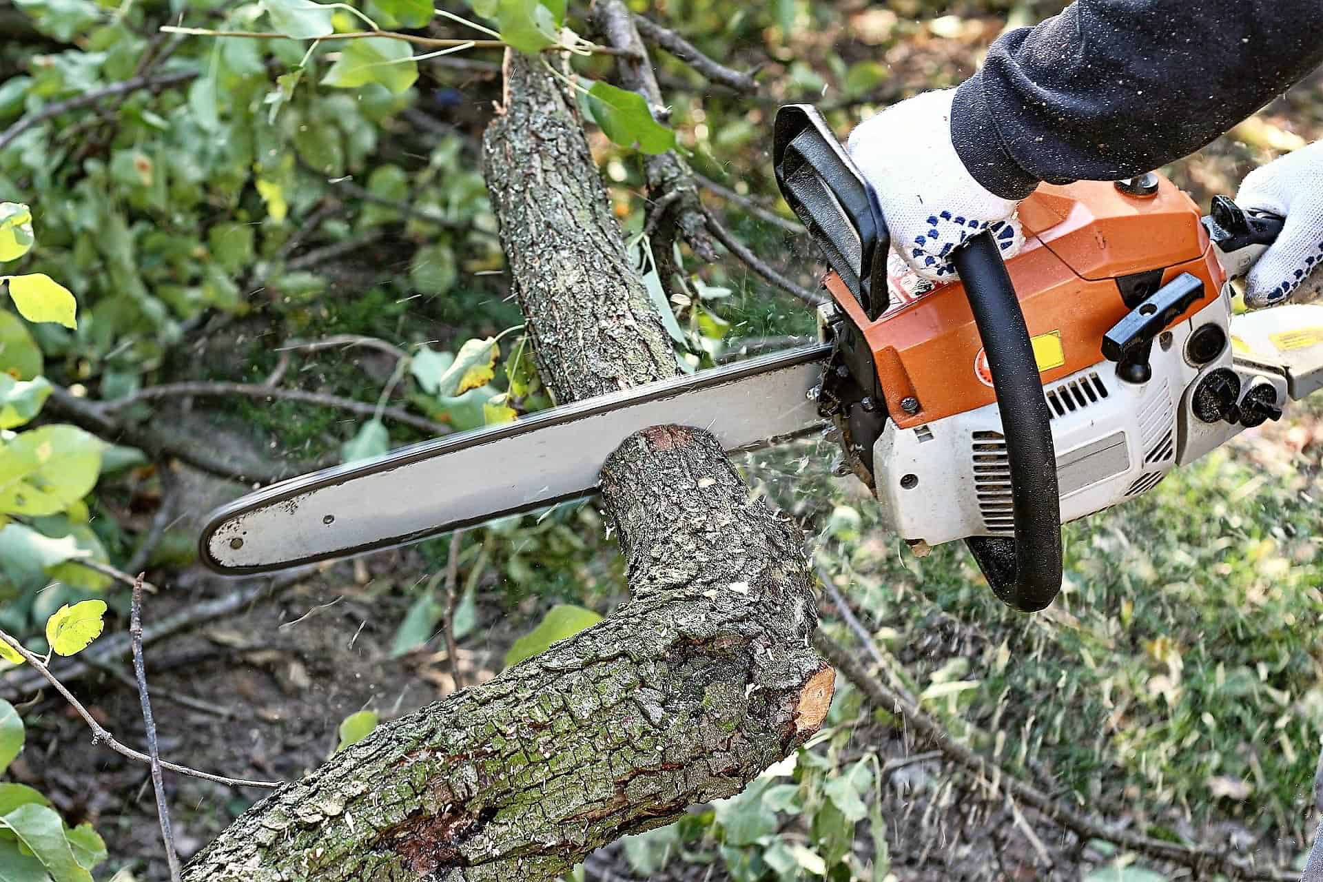 Asheville Arborists | Precision Arborcare | Get Free Quote