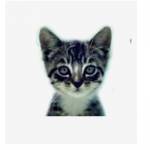 We Love Cats and Kittens Profile Picture