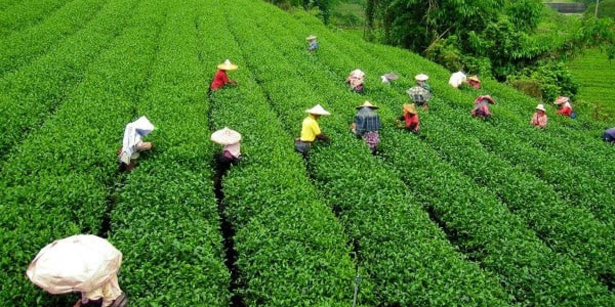 Cab Rental In Siliguri