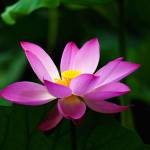 Ann Doyle profile picture