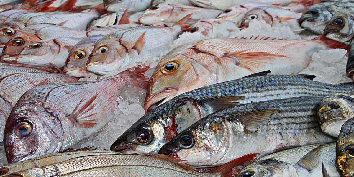 How big seafood companies can help reduce illegal fishing