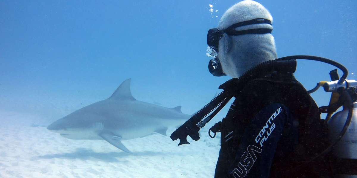 Shark Diving – Is It Safe?